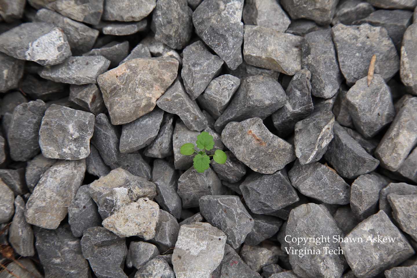 henbit2