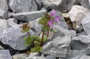 henbit1