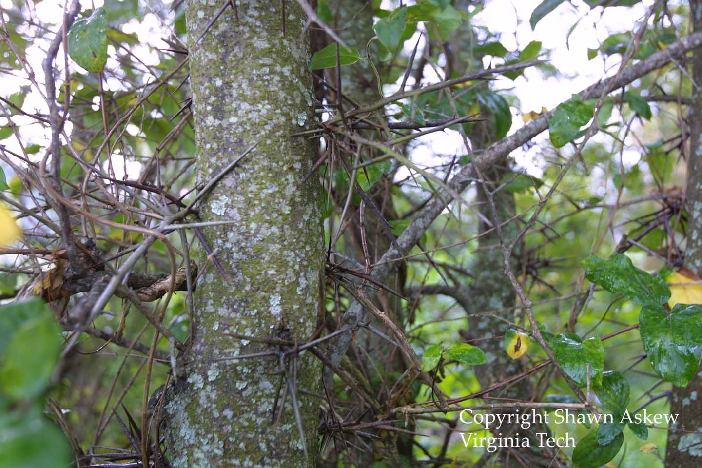 honeylocust3