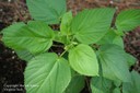 hophornbeamcopperleaf10