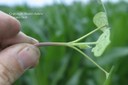 ivyleafmg5