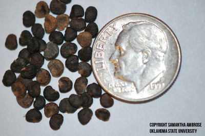 jimsonweed seed