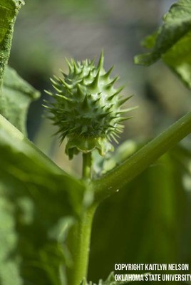 jimsonweed3.jpg