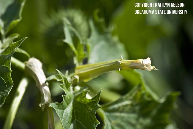 jimsonweed4.jpg