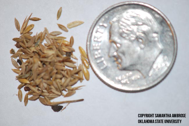 large crabgrass seed