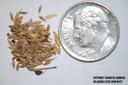 large crabgrass seed