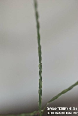 largecrabgrass6.jpg