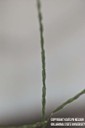 largecrabgrass6.jpg