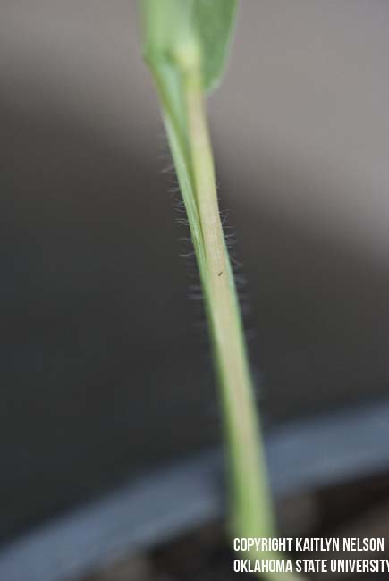 largecrabgrass7.jpg