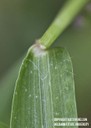 largecrabgrass8.jpg