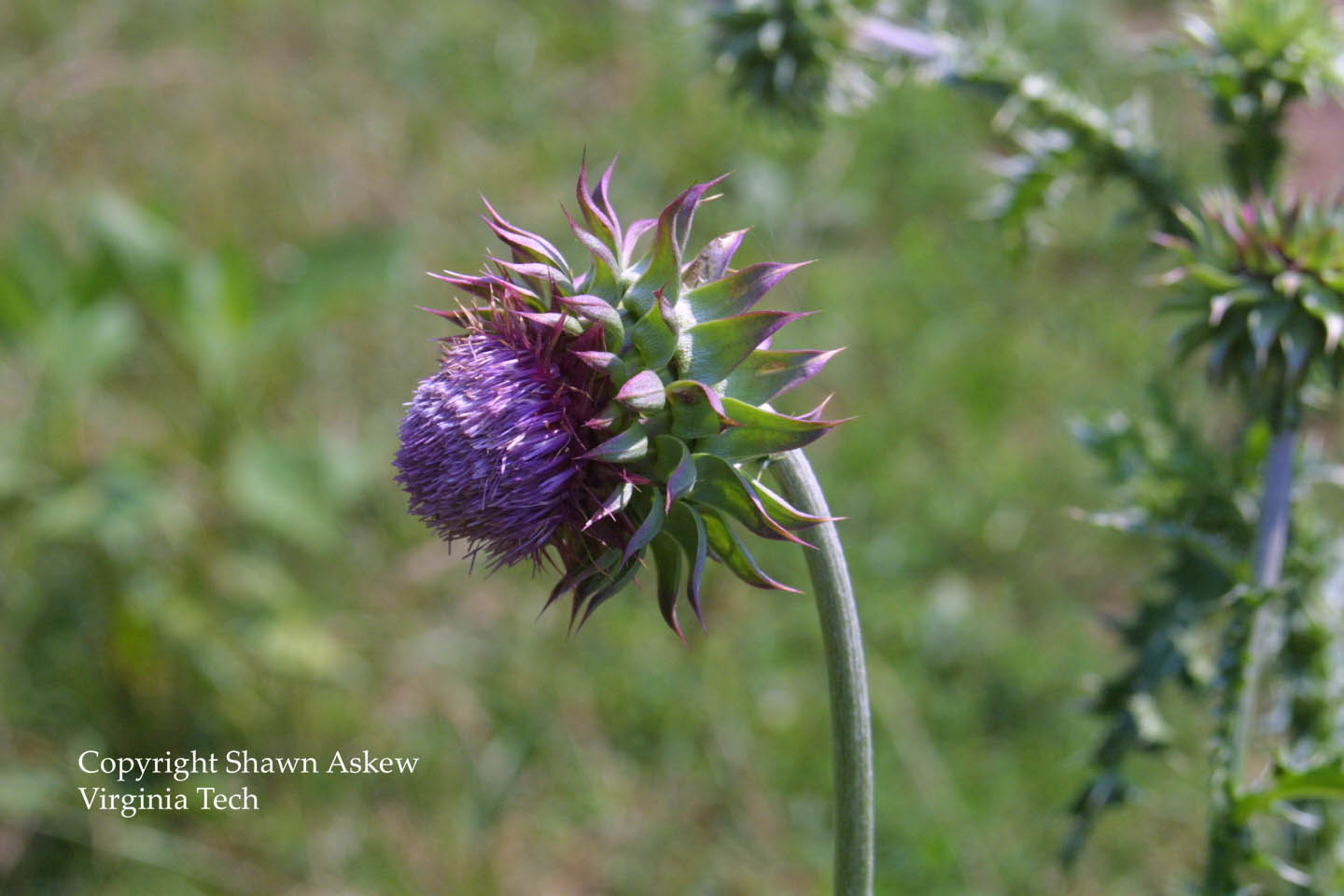 muskthistle9