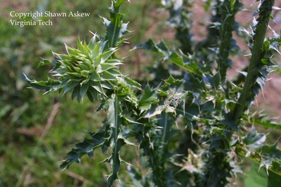 muskthistle8