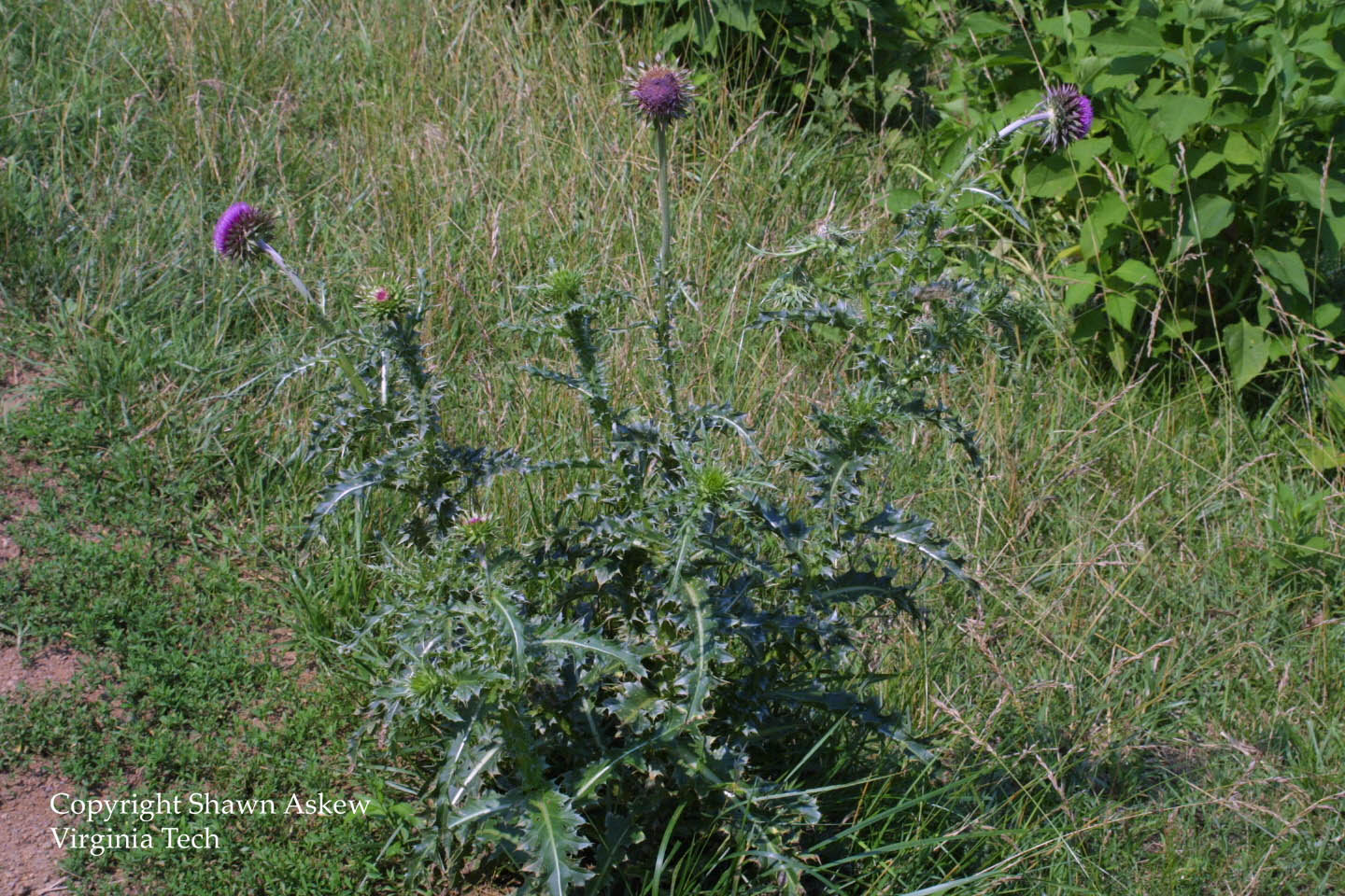 muskthistle6