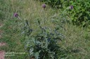 muskthistle6