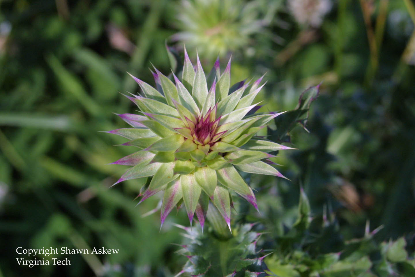 muskthistle5