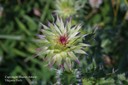 muskthistle5