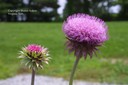 muskthistle3