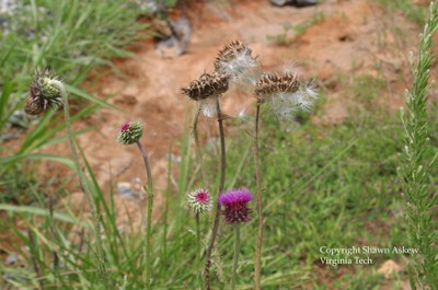 muskthistle2