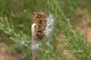 muskthistle1