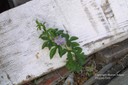 passionflower10