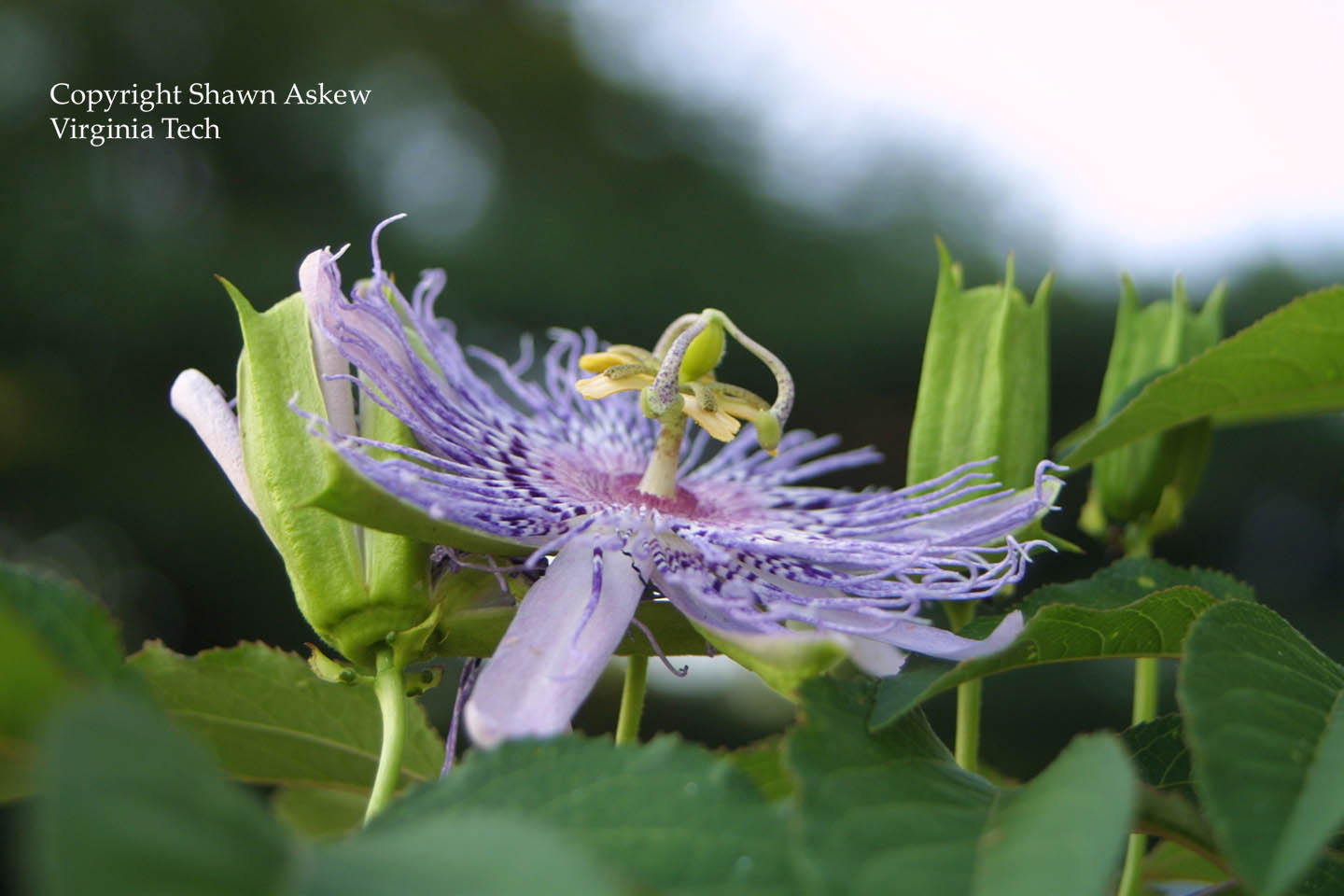 passionflower7