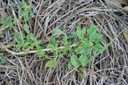 prostratepigweed1