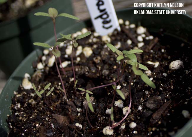 redrootpigweed1.jpg