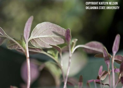 redrootpigweed2.jpg