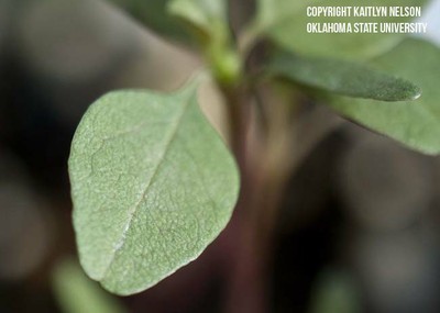 redrootpigweed3.jpg