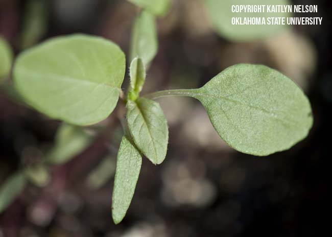 redrootpigweed4.jpg