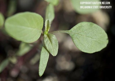 redrootpigweed4.jpg