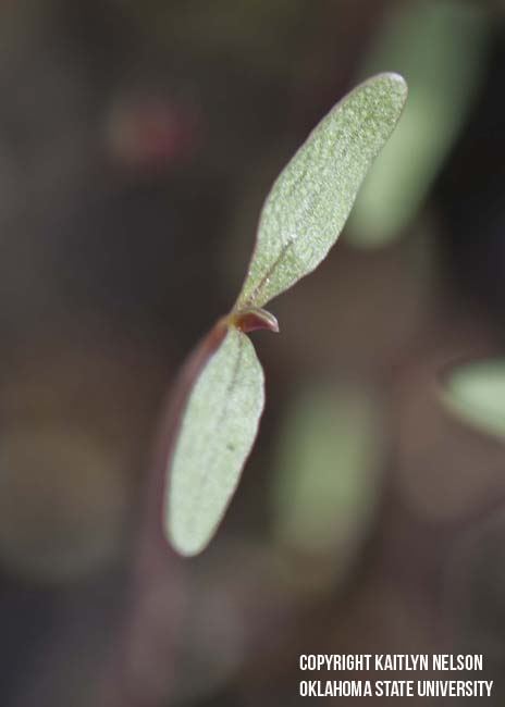 redrootpigweed5.jpg