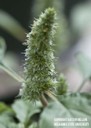 redrootpigweed6.jpg