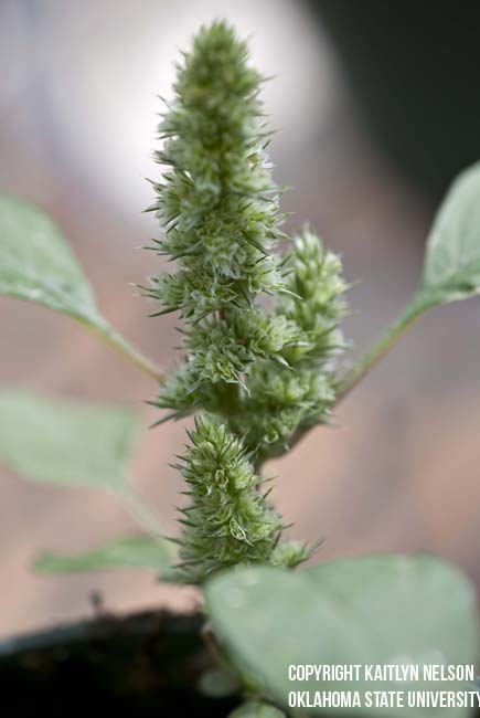 redrootpigweed8.jpg