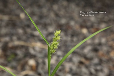 southernsandbur5