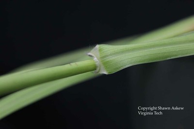 southernsandbur1