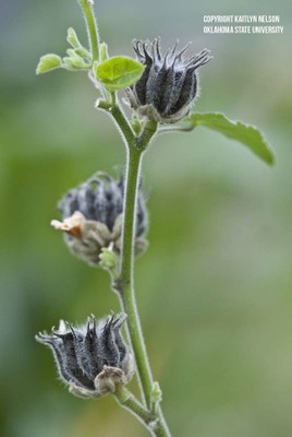 velvetleaf7.jpg