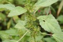 virginiacopperleaf9