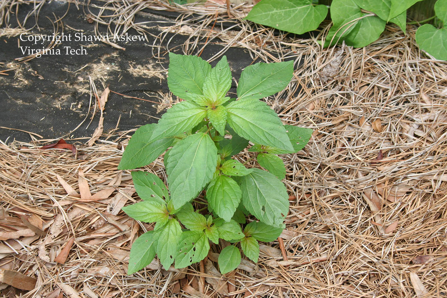 virginiacopperleaf3