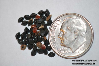 wild buckwheat seed