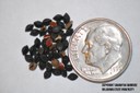 wild buckwheat seed