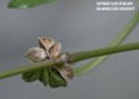 wildbuckwheat6.jpg