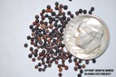 wild mustard seed