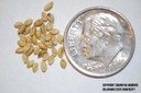 yellow foxtail seed