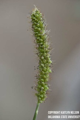 yellowfoxtail5.jpg