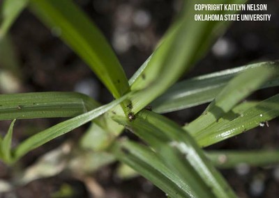 yellownutsedge3.jpg